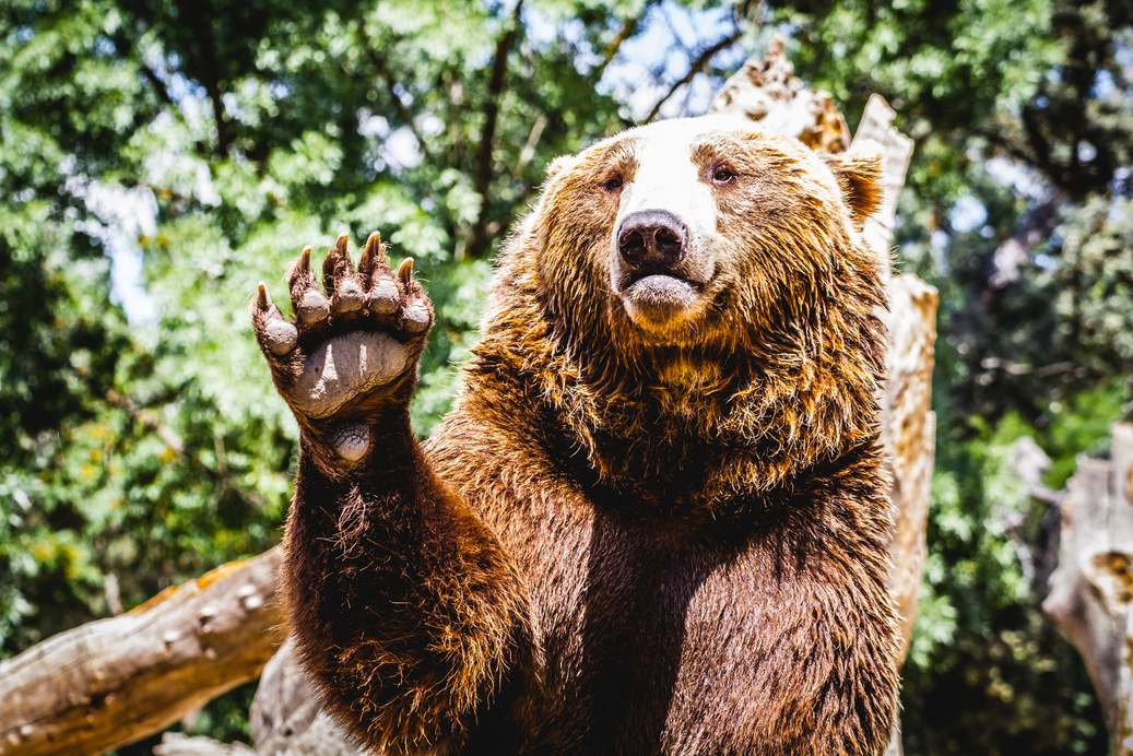 a brown bear standing on its hind legs in the zoo