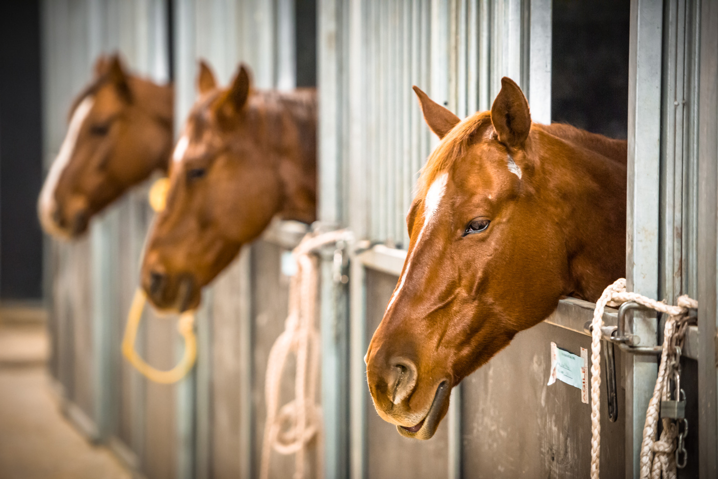 three horses are looking out of their stalls